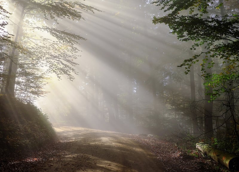 Magical Woods